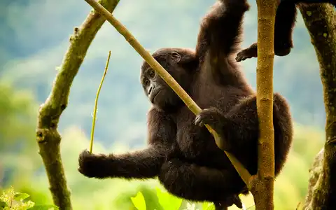 Adventurous Gorilla and Tree-climbing Lions Tour