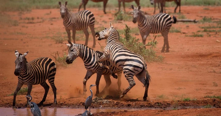 A feisty zebra trying to show dominance in the muddy waters, Tsavo National Park