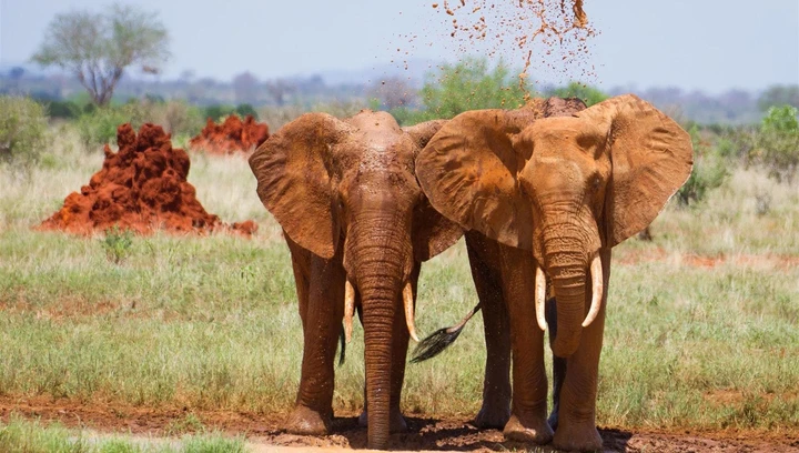 Two beautiful elephants covering up with mud to protect themselves from the harsh sun, Kenya
