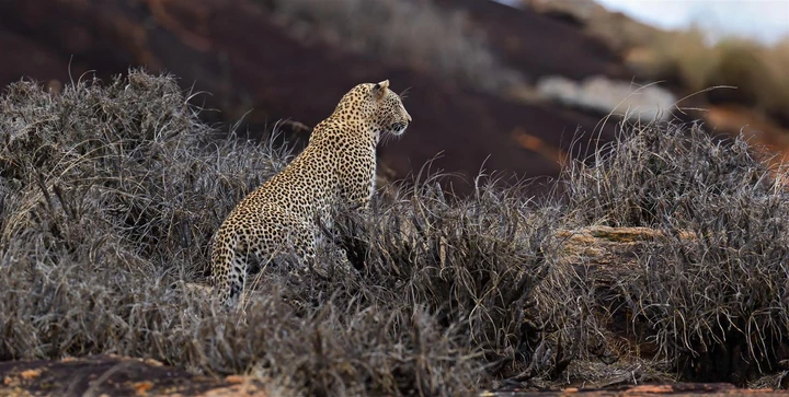 A leopard trying to blend in with its surroundings in Tsavo National Park, Kenya