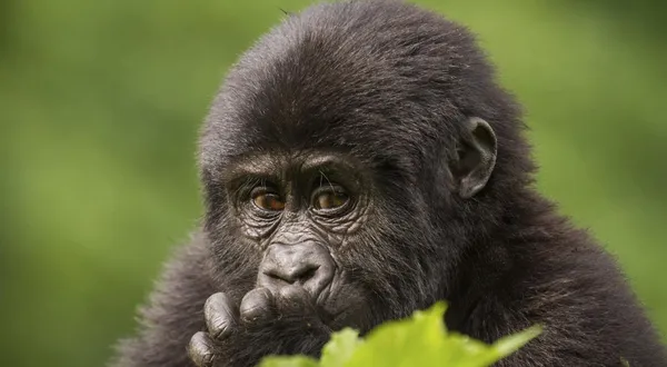 Ruanda: Safaris &amp; Touren