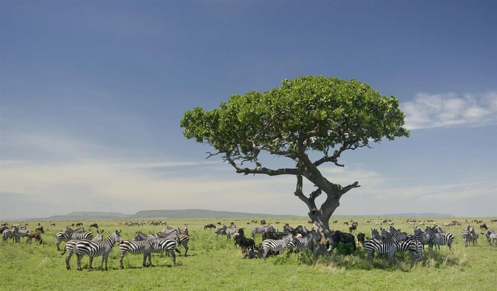 Zebra peacefully grazing in the beautiful vast fields of Arusha
