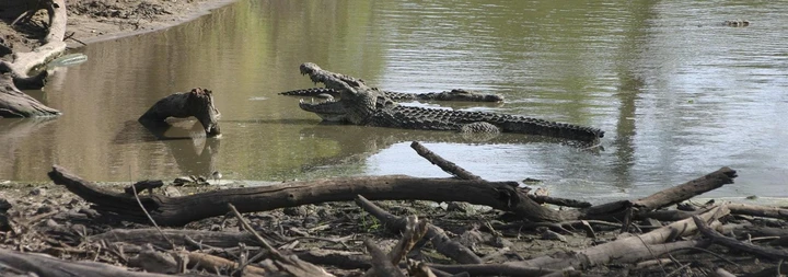 Crocodiles camouflaging themselves as logs in the river, Tanzania