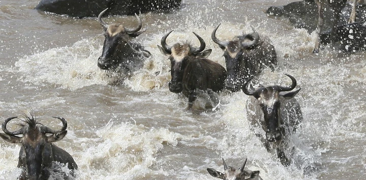 Experience the adrenaline rush as you witness wildebeest cross the rivers, Tanzania