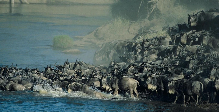 Herds of wildebeest migrating through the rivers of Tanzania