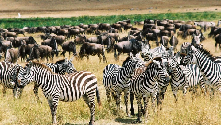 Zebra and wildebeest sharing territories during the Great migration 