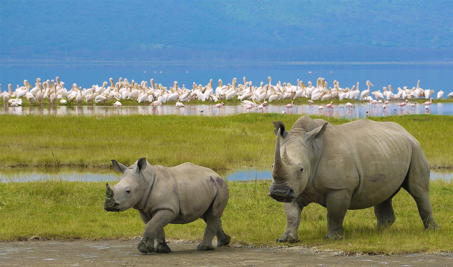 Ngorongoro crater wildlife safari, rhino pool picnic, aerial crater landscape