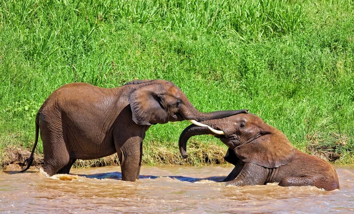 Young calves playing on a river bank in Tarangire National Park, Tanzania