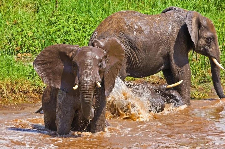 Tarangire National Park is famous for its high density of elephants