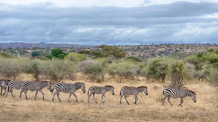 A herd of zebra searching for grazing pastures in Tarangire National Park, Tanzania