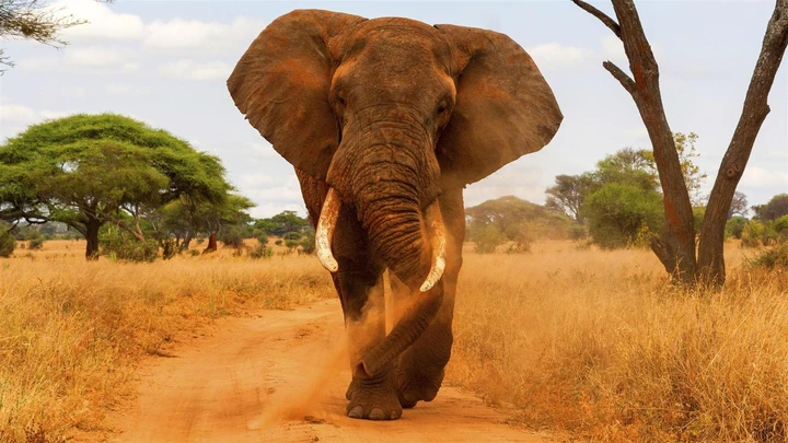 An elephant serving a warning to a safari vehicle in Tarangire National Park, Tanzania