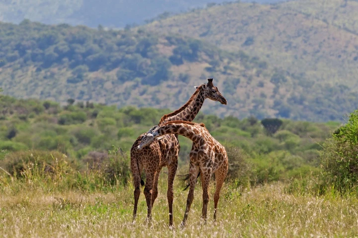 Two giraffes playfully fighting in Tarangire National Park, Tanzania