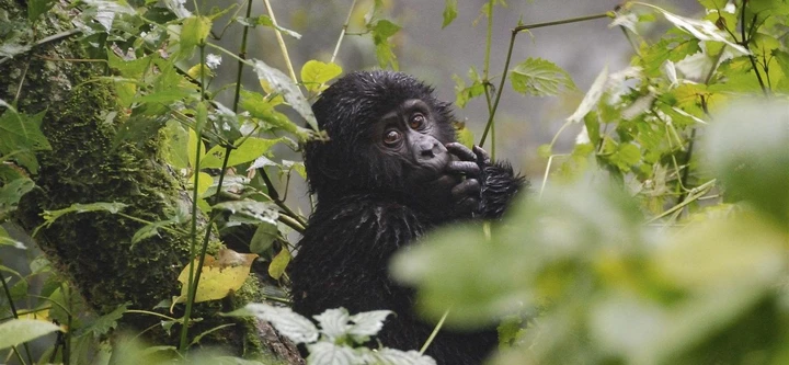 A baby gorillas chews on a stem