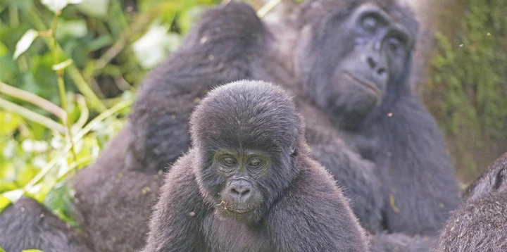 Gorillas gather together in the forest