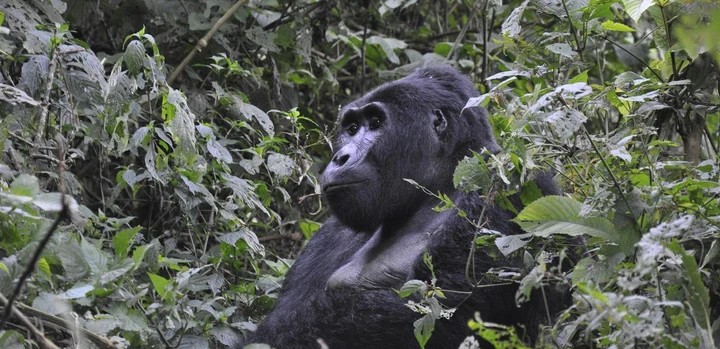 A gorilla in Bwindi National Park