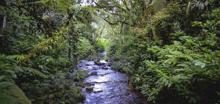 A river flows through lush forest