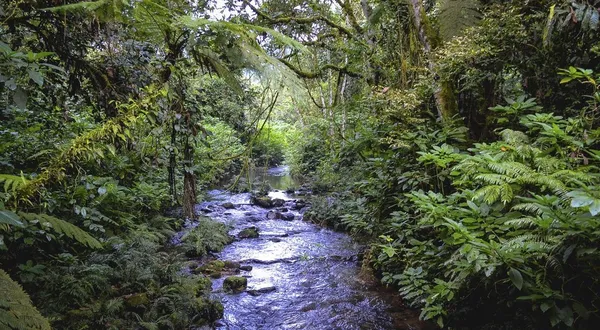 Tailor-made tours to Uganda
