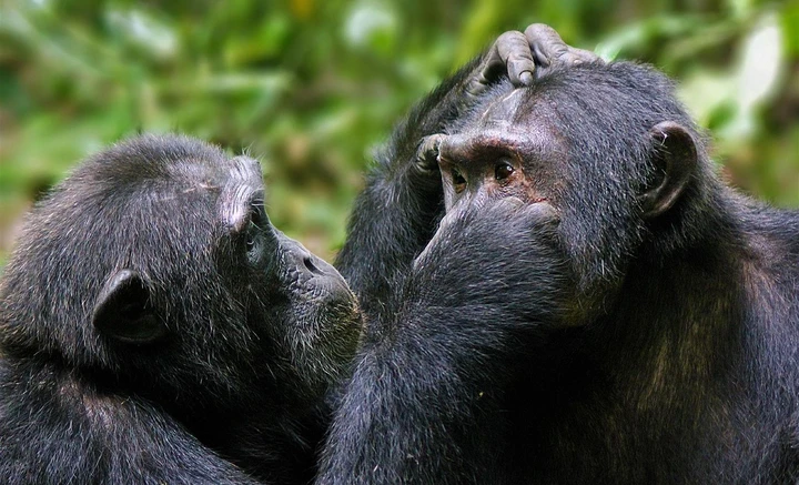 A chimpanzee is seen grooming its mate