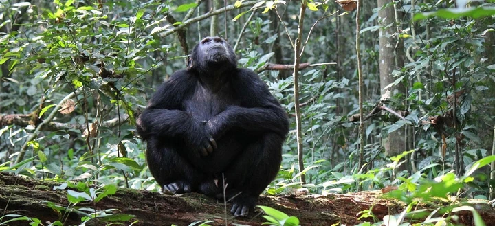 A chimpanzee searches the canopy of trees