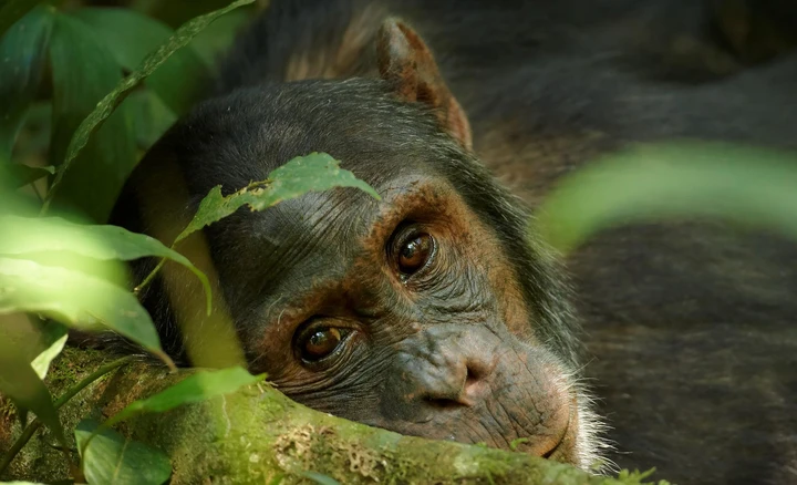 A chimpanzee makes eye-contact with the camera