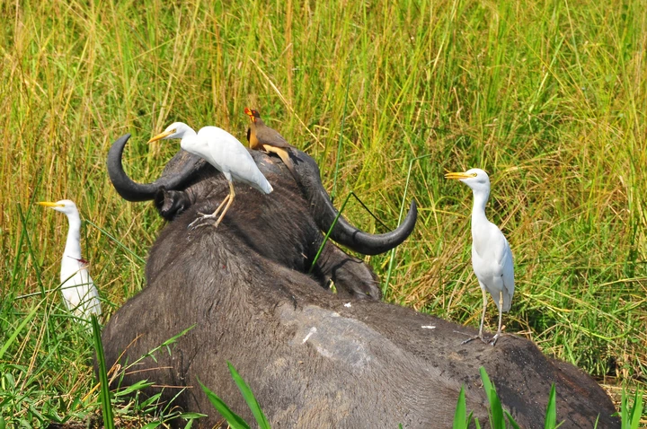 A buffalo relaxes in the grasslands