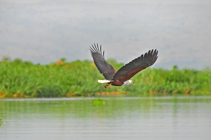 A fish eagle flies low over the Nile River