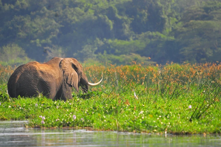 An elephant wades through the Nile River