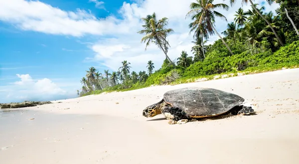 Planning Your Unforgettable Seychelles Tour