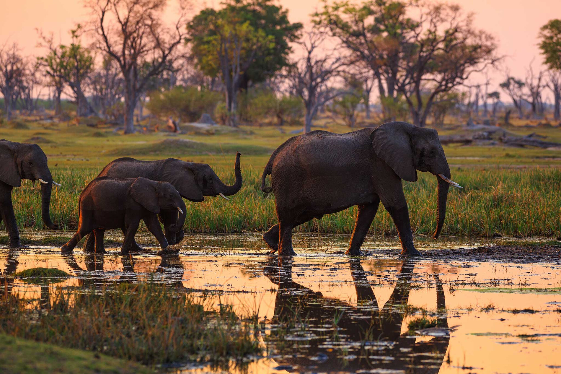 Botsuana - Explore el Okavango y Chobe | Rhino Africa
