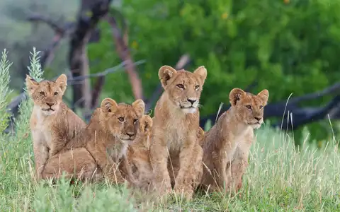 Coast to Delta: Cape Town to Botswana Tour