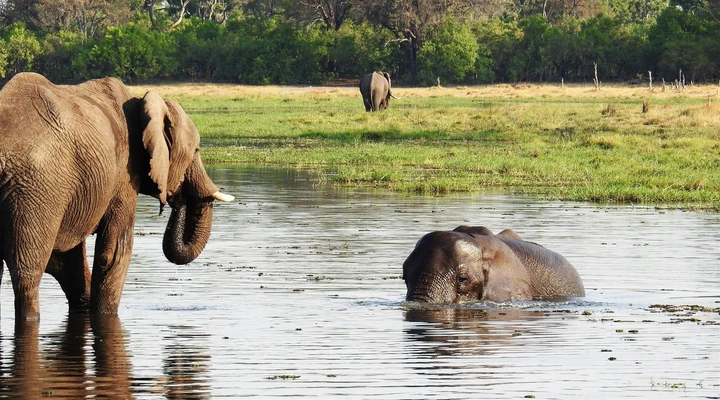 See gentle giants taking a swim, Okavango Delta