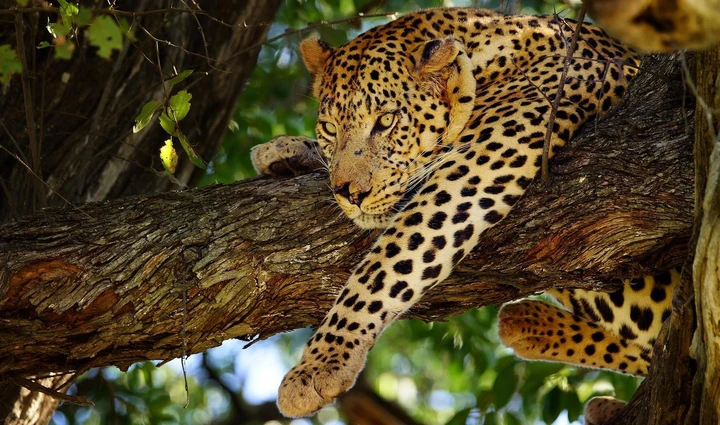 Leopard climbing a tree, Moremi Game Reserve