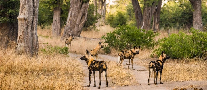 A pack of African wild dogs in Moremi Game Reserve, Botswana
