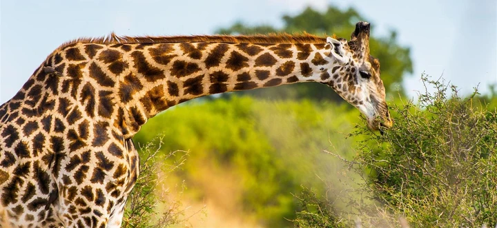 Beautiful giraffe grazing, Moremi Game Reserve
