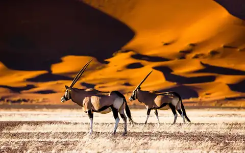Namibia Unlocked: Self-Drive Safari Adventure 
