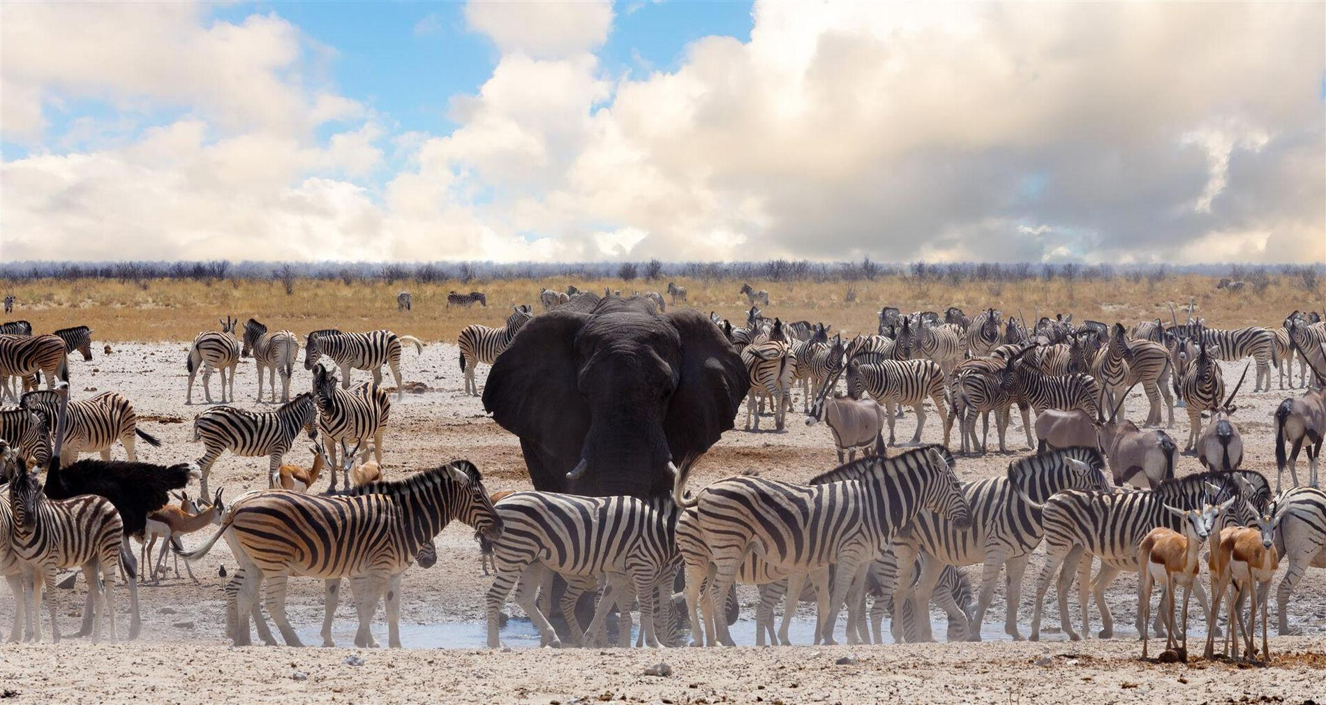 Parque Nacional Etosha - Destinos en Namibia | Rhino Africa