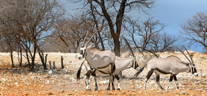 Oryx camouflage themselves in the Ongava Game Reserve