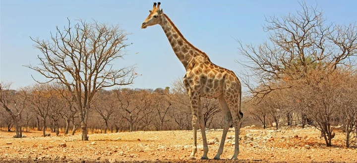A giraffe stands in the open veld