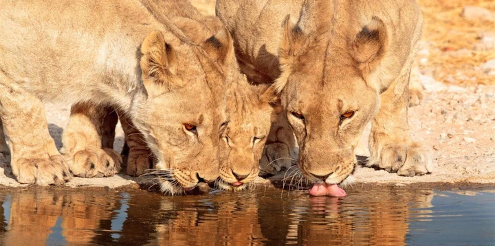 Lions are seen drinking in the Ongava Game Reserve