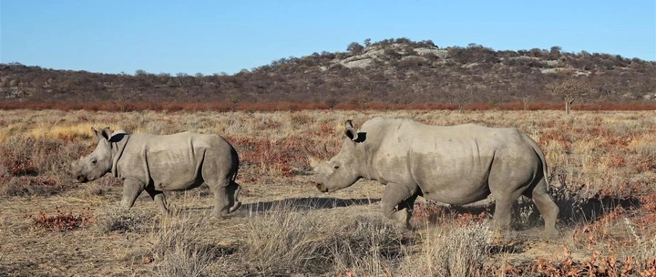 Rhinos roam the veld after a swim 