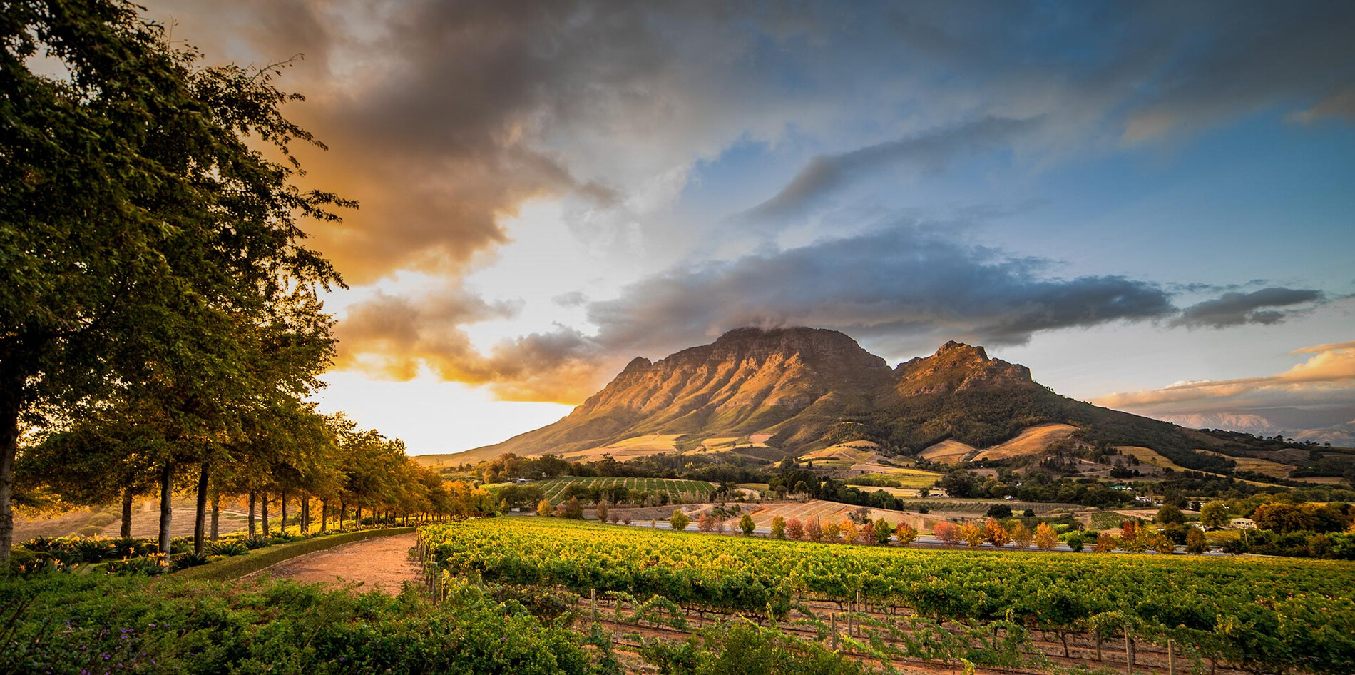 Cape Winelands Travel Guide: Top Wine Estates & Fine Dining