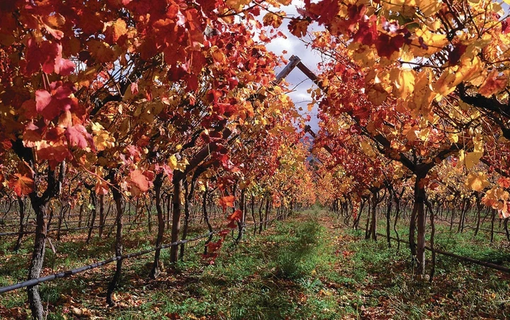 Amble through picture perfect vineyards at any time of the year in the Franschhoek wine valley