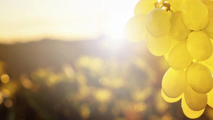 Uvas iluminadas pela luz do sol, Vinhas do Cabo