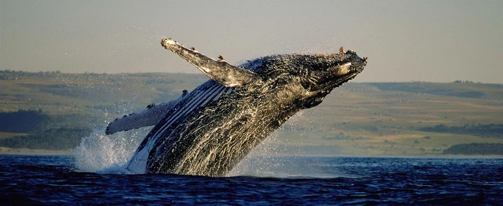 Experience the majesty of these gentle giants of the ocean