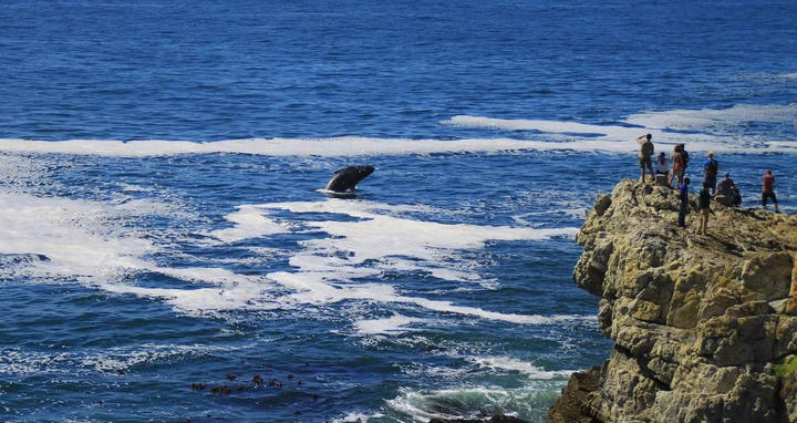 A trip through the Garden Route isn't complete without a stop in Hermanus