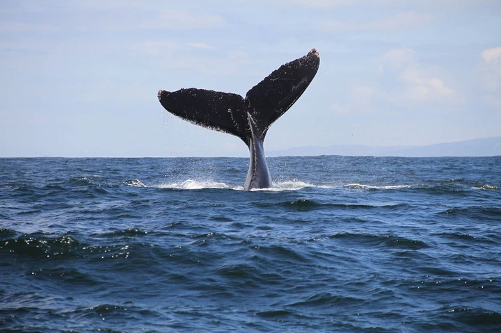 Whale watching in Hermanus is a must-have experience