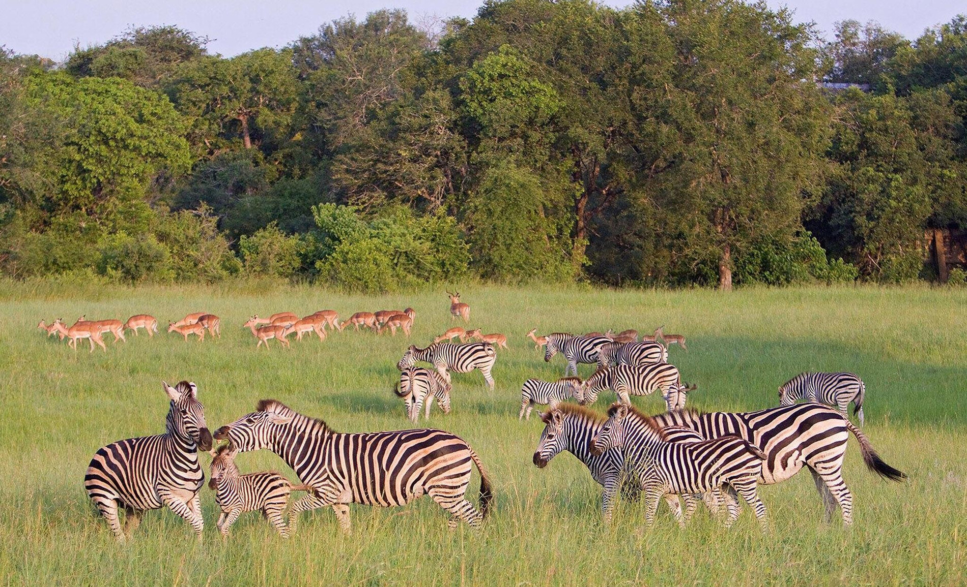 Safari africano en el Parque Nacional Kruger | Rhino Africa, image size:1900x1155