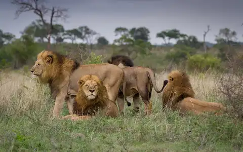 Thrills of Southern Africa: Cape, Falls & Delta