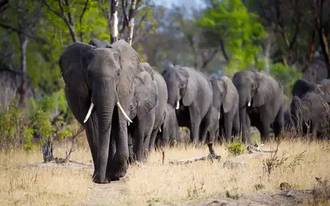 Classic Endangered Species Tour