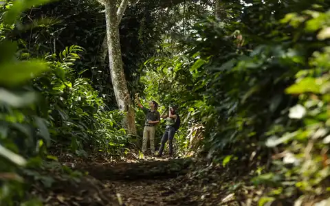 Congo's Pristine Rainforest Tour